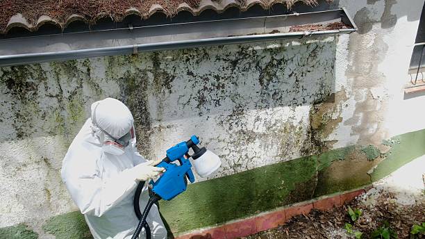 Trusted Black Mold Removal service in Martinsville, VA - Cheap Mold Removal